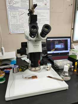microscope